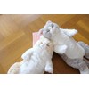 SUNLEMON P-6462 Hiza Cat Suyasuya Plush Toy GY