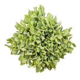 Succulents Plants Live Indoor Plants, Crassula Ripple Jade Live Houseplants, Live Succulents Live Plants Indoor Succulent Plants, Indoor Plant Real Succulents Plants House Plants by Plants for Pets