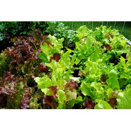 CEMEHA SEEDS - Seeds Indoor Lettuce Baby Vitamin Mix 20 Days for Salad Non GMO Vegetable for Planting 1000 Seeds