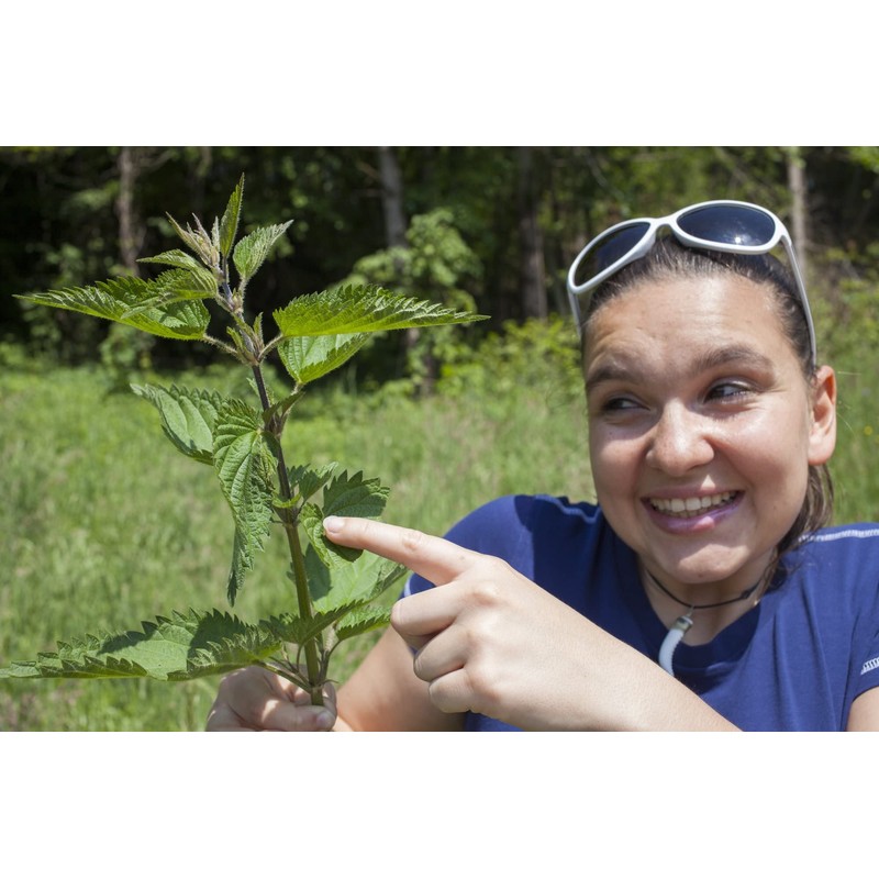 Health Embassy Stinging Nettle Leaf | Urtica Dioica L |