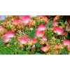 Homemade Mimosa Albizia Julibrissin Tea Silk Tree Dry Bloom Brewing
