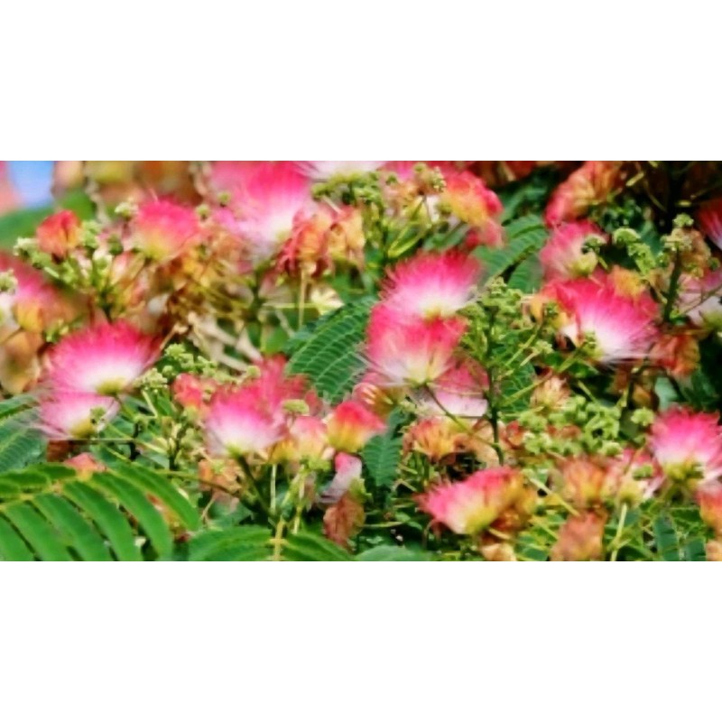 Homemade Mimosa Albizia Julibrissin Tea Silk Tree Dry Bloom Brewing