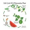 Georgia Rattlesnake Watermelon Seeds - Large Heirloom Watermelon