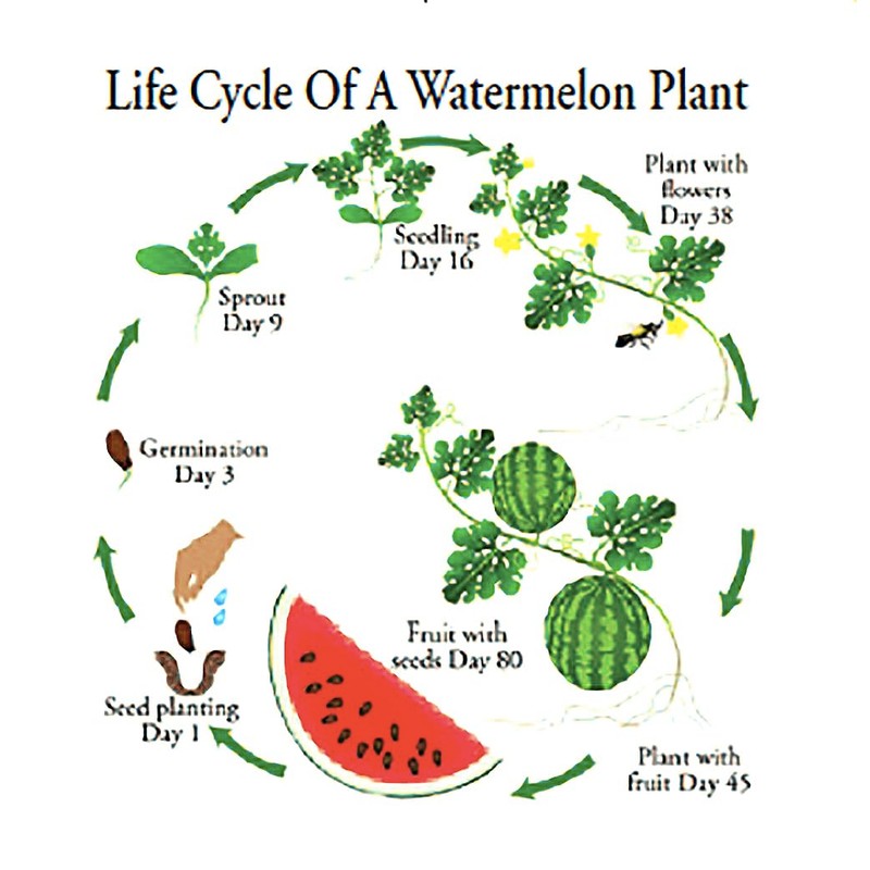 Georgia Rattlesnake Watermelon Seeds - Large Heirloom Watermelon