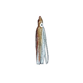 MARUSHINGYOGU (Marusin Fishing Gear) Dragon Hydra Bait, 5-Piece Set, Squid Caller - 3 Inches