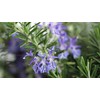 Rosemary Seeds for Planting, 100+ Heirloom Seeds Per Packet, (Isla's
