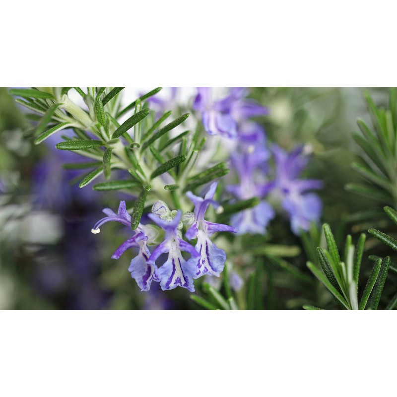 Rosemary Seeds for Planting, 100+ Heirloom Seeds Per Packet, (Isla's