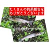 Night Army Fishing Tackle Lure 0.1 oz (2.7 g) Trout