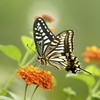 10x High Definition 2 Element Close-Up (Macro) Lens (58mm) Compatible