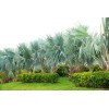 CZ Grain 15 Mexican Fan Palm Tree Seeds Washingtonia Robusta