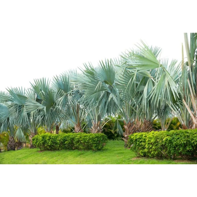 CZ Grain 15 Mexican Fan Palm Tree Seeds Washingtonia Robusta