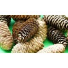 Anthony Peters Long pine cones | 250 gram bag (approximately