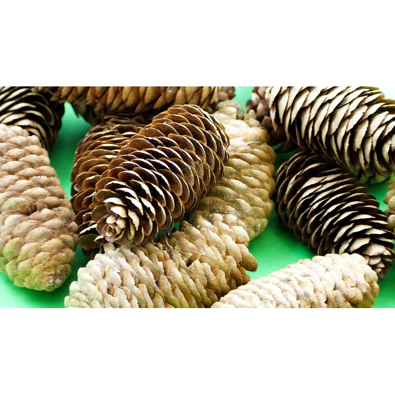 Anthony Peters Long pine cones | 250 gram bag (approximately