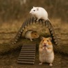 SIMENA Wooden Hamster Suspension Bridge Toy, Hamster Fencing, Natural Climbing