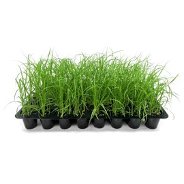 White Fountain Grass | 10 Live Plants | Pennisetum Alopecuroides | Ornamental Grass for Landscaping | Drought-Tolerant Plants for Borders & Gardens
