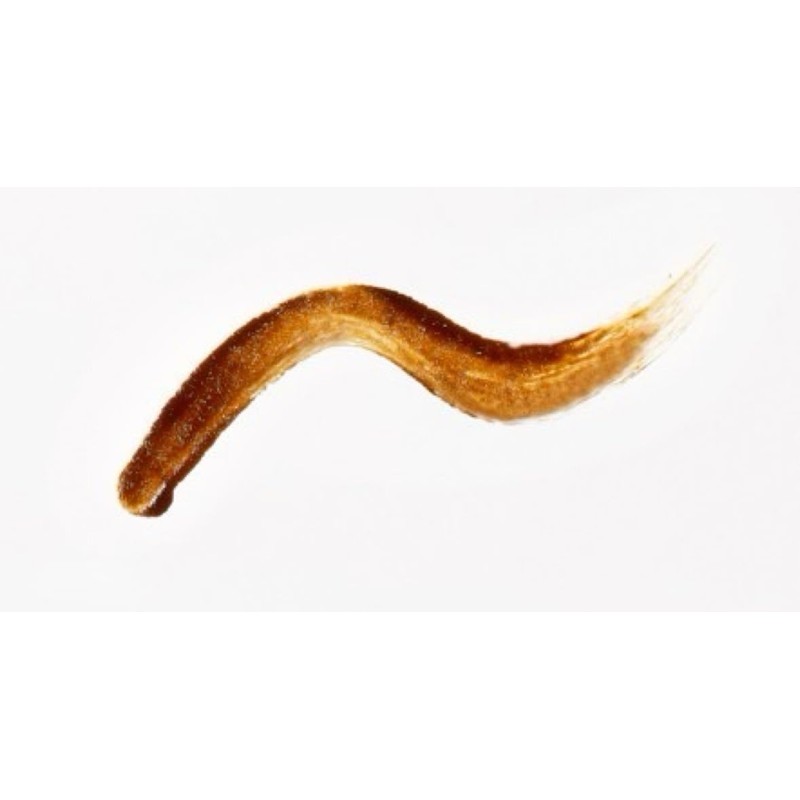 Fujiko ADV 03 Eyebrow Tint ADV 03, Light Brown, 0.2