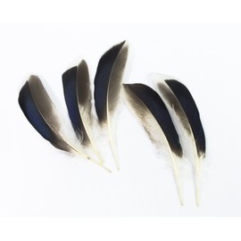 ALL in ONE Natural Feather for DIY Craft (Duck Wing)