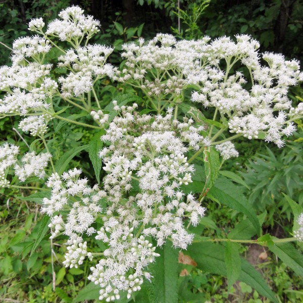200Pcs Boneset Seeds Eupatorium Perfoliatum Seeds for Planting Attracts Bee