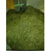 2024 New Tea Tea Hinokuchien Special - Chiran - Gotake