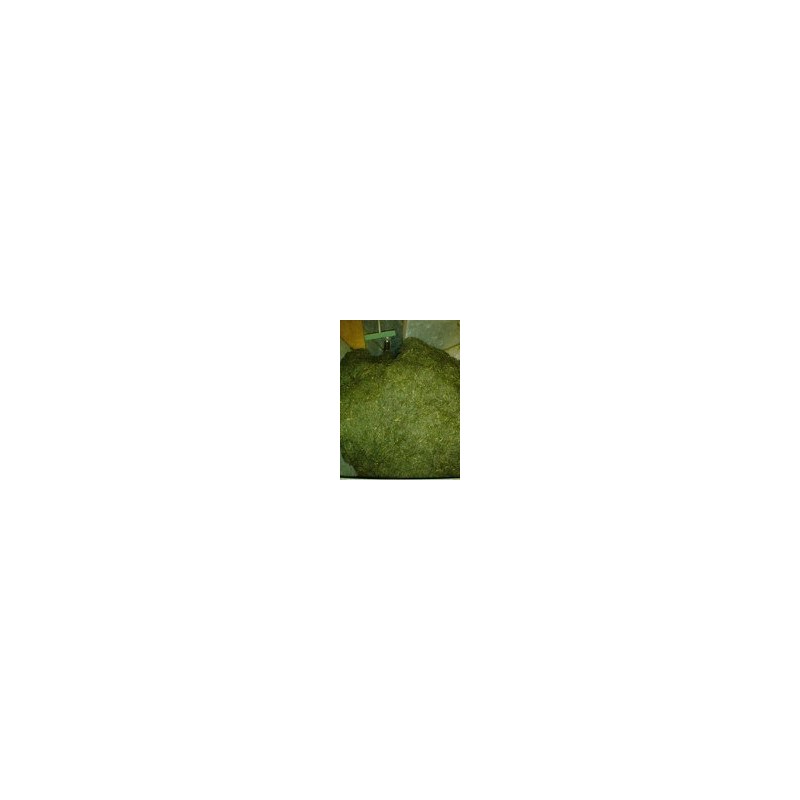 2024 New Tea Tea Hinokuchien Special - Chiran - Gotake
