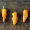 Palm Beach Medicinal Herbs - Golden Ghost Pepper (Capsicum chinense)