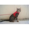 Mynwood Cat Jacket/Harness Red Fleece Kitten up to 8month