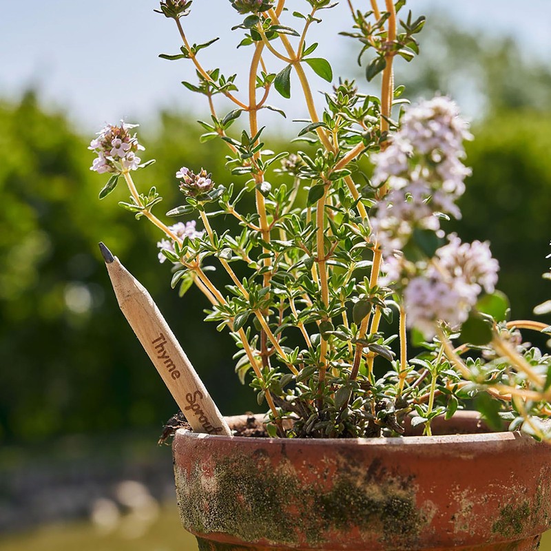 SproutWorld Wood-Cased Pencils | Mindful Thoughts Edition | HB Pre-Sharpened