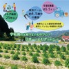 Wormwood Hot Water Bath Pack, Made in Ehime Prefecture, 100%
