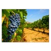 LYSCO XXL Poster 100 x 70 cm Sunny Vineyard with