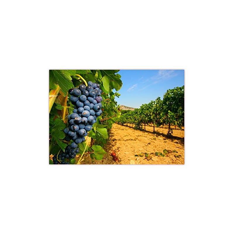 LYSCO XXL Poster 100 x 70 cm Sunny Vineyard with