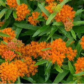 The Old Farmer's Almanac Butterfly Milkweed Flower Seeds - Premium Non-GMO, Open Pollinated, USA Origin (1 Packet - 400 MG - Approx 40 Seeds)