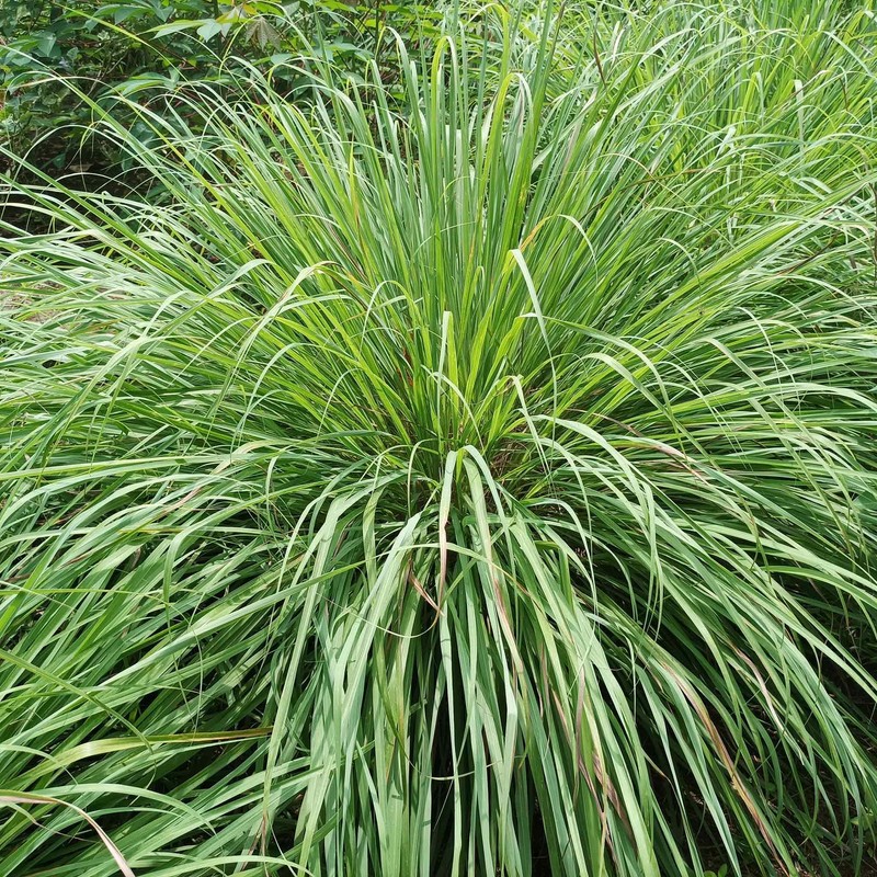 400 Lemongrass Indian West Seeds by Mai's Family