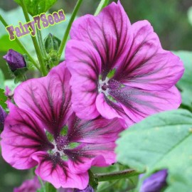 Fairy7Seas Hollyhock Seeds -Malva sylvestris- Purple Mallow Malva Braveheart - 10 Seeds