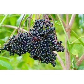Little Seed Store 31+AMERICAN ELDERBERRY Seeds Big Native Shrub Bush Hedge Fruit Tree Green Fence