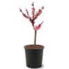 Generic The Dwarf Bonfire Patio Peach Tree, Pink Double Petal