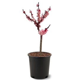 Generic The Dwarf Bonfire Patio Peach Tree, Pink Double Petal Flowers, Clingstone, Deciduous, 5 gal, Nursery Pot, Purple