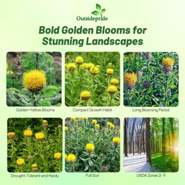 Outsidepride Macrocephala Yellow Cornflower Seeds for Planting - 1000 Pcs. Perennial Bachelor's Button Flower Seeds for Cut Flower, Drought-Tolerant, Attracts Pollinators, Ideal for Borders & Bouquets