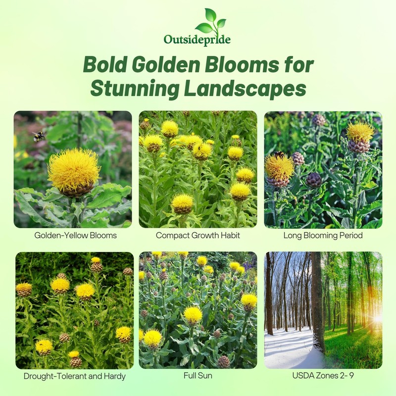 Outsidepride Macrocephala Yellow Cornflower Seeds for Planting - 1000 Pcs.
