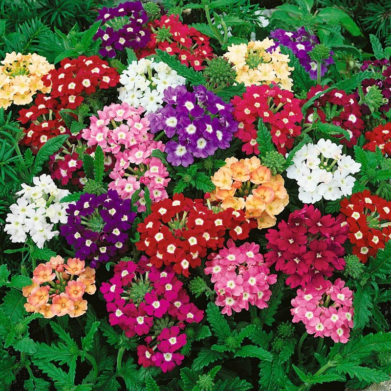 Outsidepride Mix Verbena Seeds for Planting - 1000 Pcs. Annual,