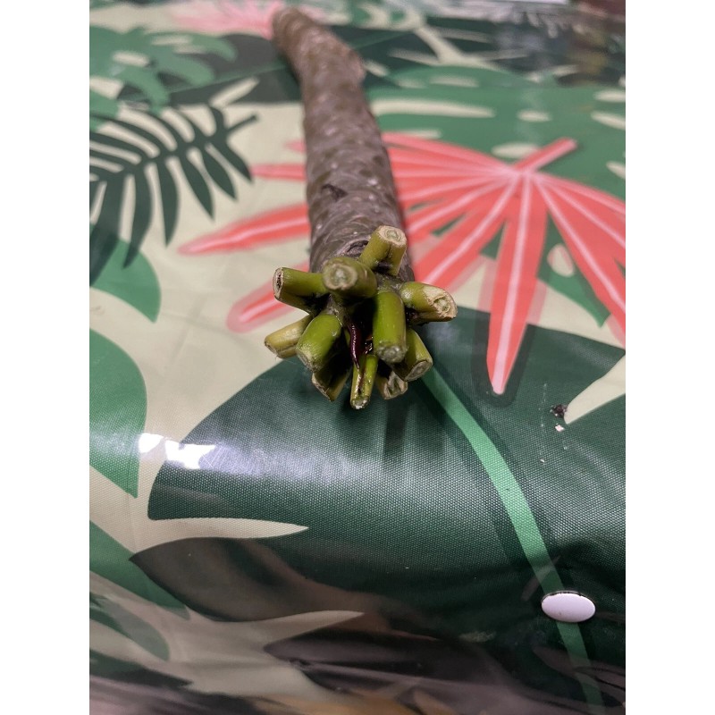 Hawaiian Yellow Plumeria Fresh Starter Cutting Single Head 10inch Unrooted