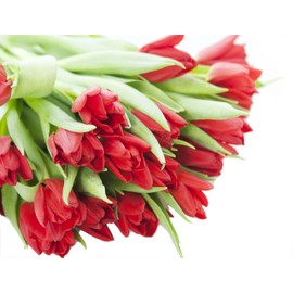 Bouquet of 20 Red Tulips Farm-Fresh From Holland without vase.