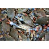 Bait Binder® - The 'Original' - Shrimp, Crab, Crawfish, Chum