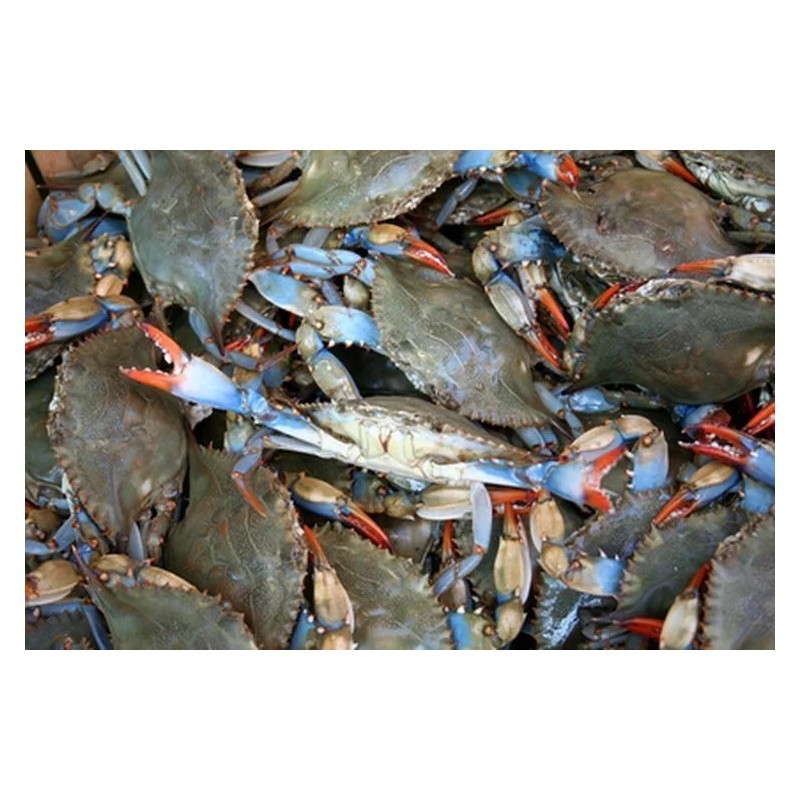 Bait Binder® - The 'Original' - Shrimp, Crab, Crawfish, Chum