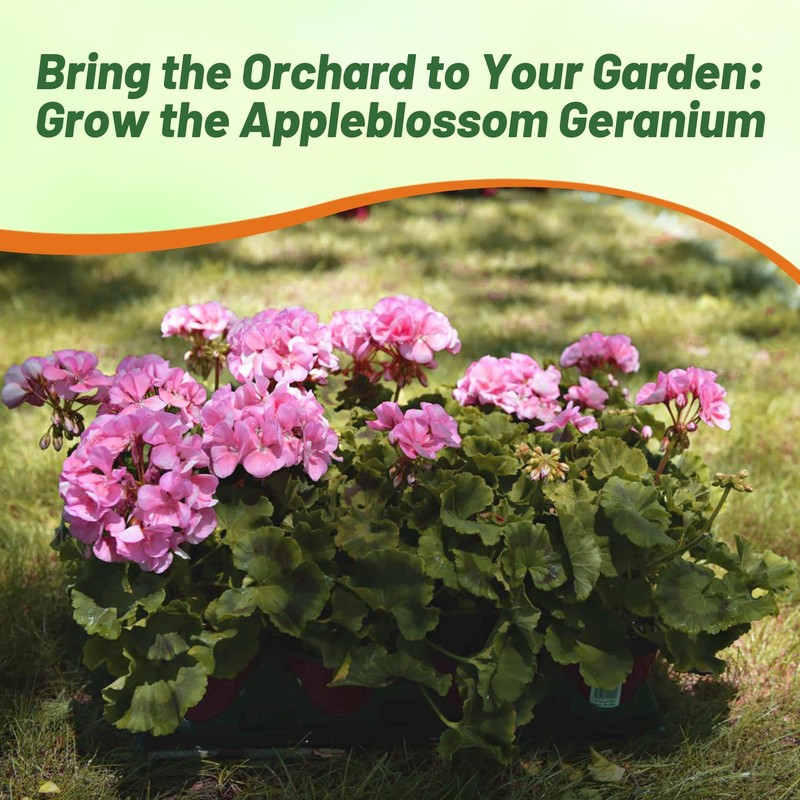Outsidepride Appleblossom Geranium Seeds for Planting - 50 Pcs Annual,