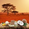 Shea Terra 33% Shea Butter Soap with Namibian Marula –