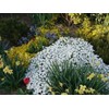 HeirloomSupplySuccess 300 Heirloom Full White Candy Tuft Flower Seeds