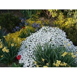 HeirloomSupplySuccess 300 Heirloom Full White Candy Tuft Flower Seeds