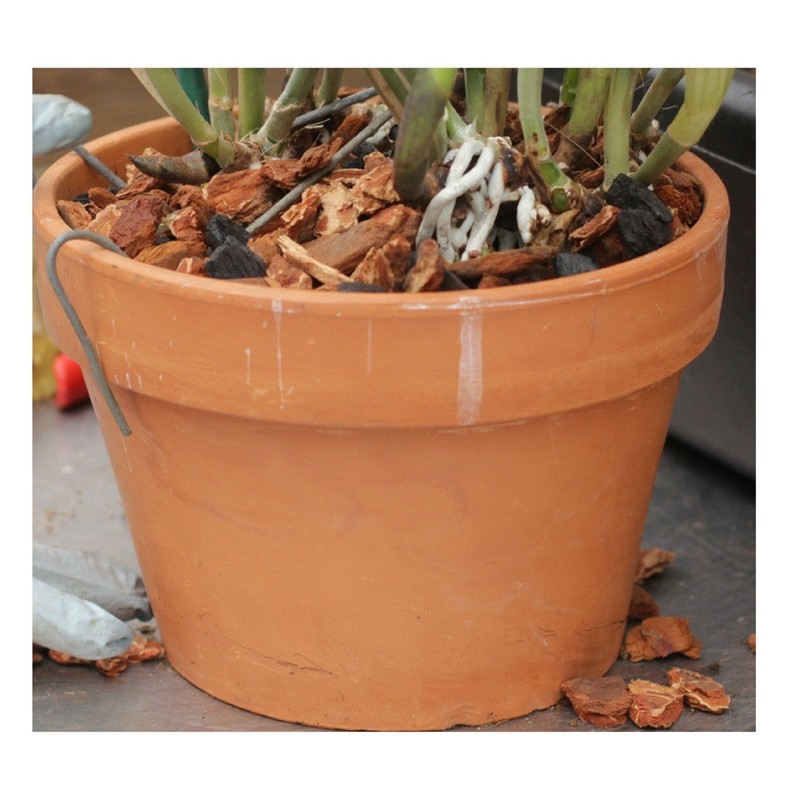 Orchid Nerd Galvanized Rhizome Clip for Clay Pot (4 Inch