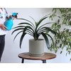 D'vine Dev 6 Inch & 8 Inch Ceramic Planter Pots