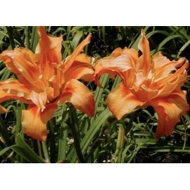 Kwanso Daylily - Bare Root Plant, Hardy Perennial for Zone 3, Vibrant Orange Blooms, Low Maintenance, Ideal for Full Sun or Partial Shade, Perfect for Garden Borders & Landscapes